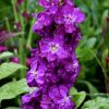 Stock Hotcakes 4" - Image 2